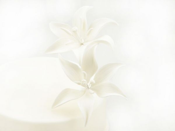 Cake-Masters Fine sugar Flower tiger lily white -2 part