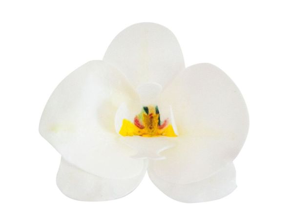 Dekora Wafer-Paper Orchid white 7.5-8.5cm 10 pieces